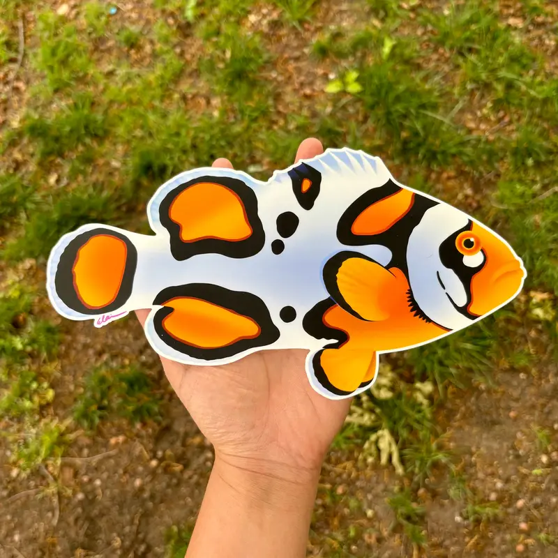 10" Giant Picasso Clownfish Sticker 1
