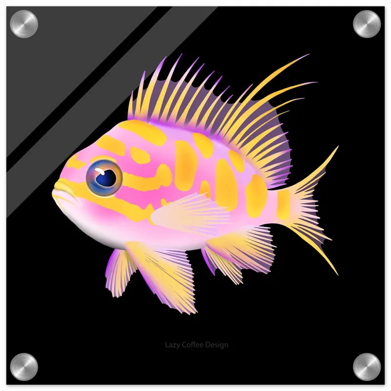 Borbonius Anthias Acrylic Print 1