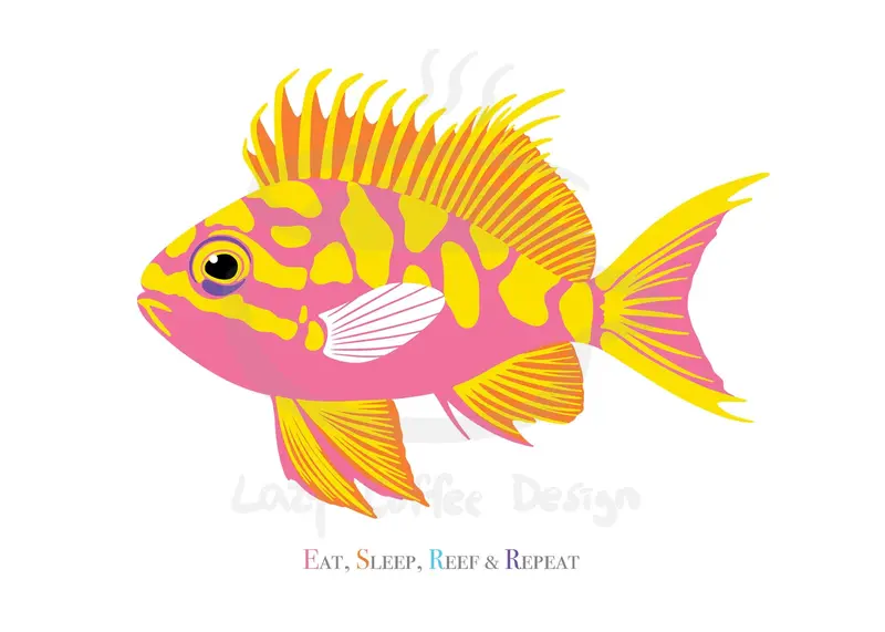 Borbonius Anthias/ Eat, Sleep,Reef &Repeat Cards / 7 Pack 1