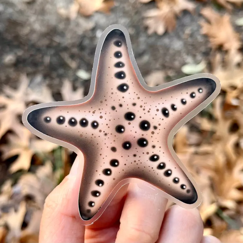 Chocolate Chip Sea Star Sticker (Clear Background) 1