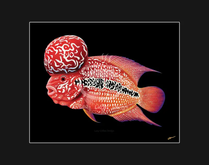 Flowerhorn Fine Art Print 11X 14" 1