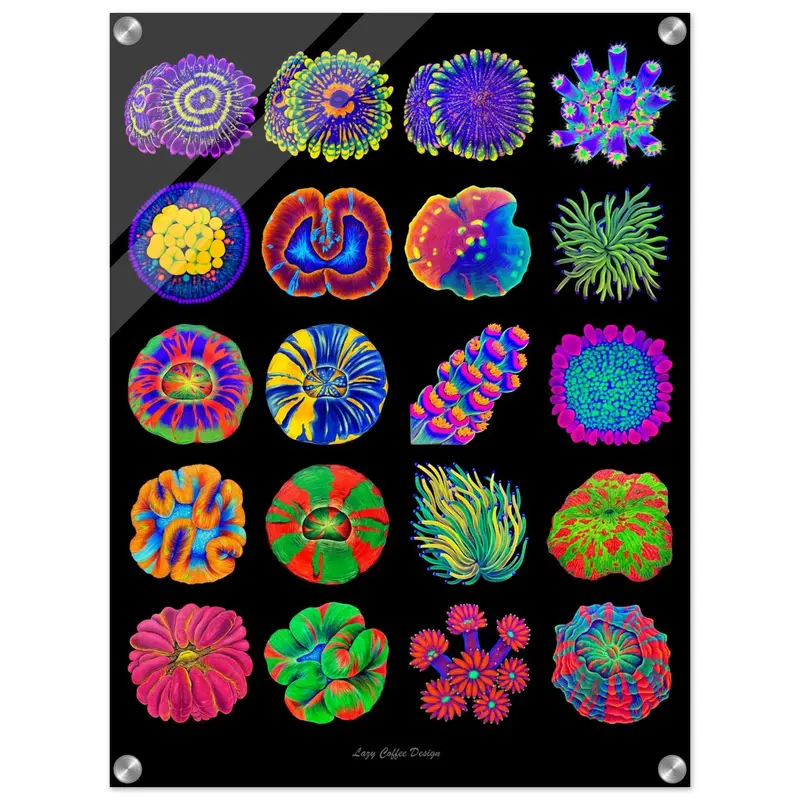 Lazy Coral Acrylic Print 24 X 18" 1
