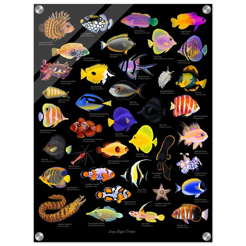 Lazy Fish Acrylic Print 24 X 18" 1
