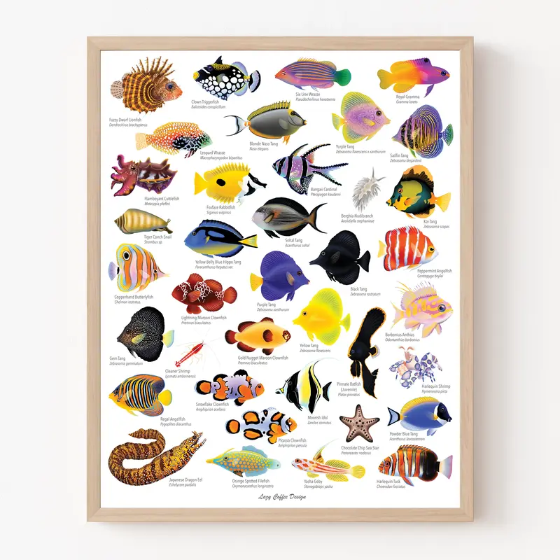 Lazy Reef Fish Fine Art Print 11X 14" 2