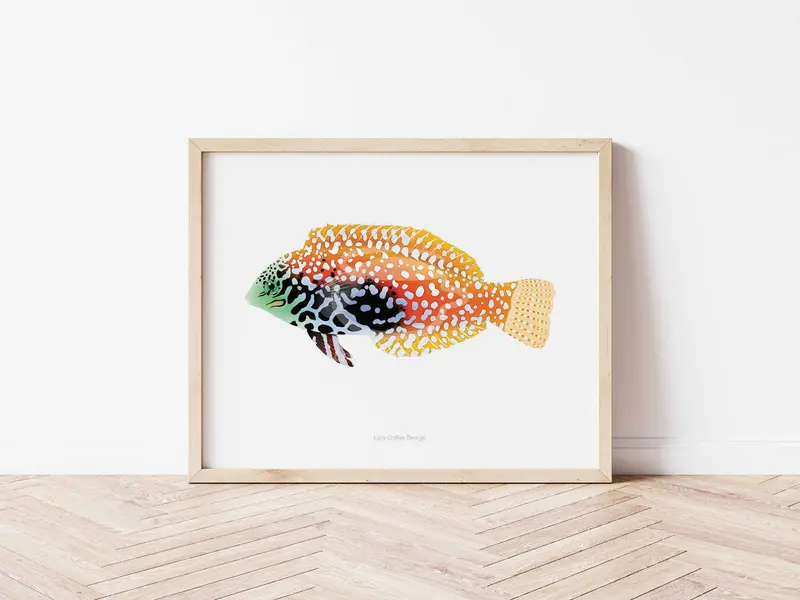 Leopard Wrasse Fine Art Print 1