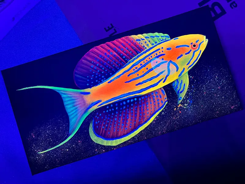 Madagascar Flasher Wrasse 10 X 20” Heavy Duty Gallery Wrap 1.5 “Canvas 1