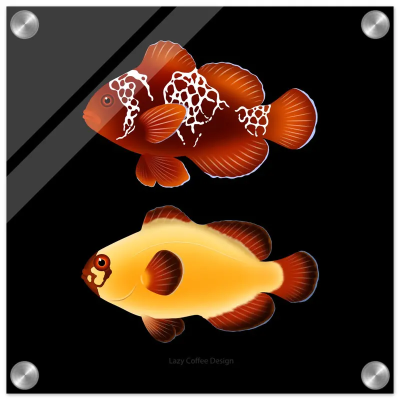 Maroon Clownfish Acrylic Print 1