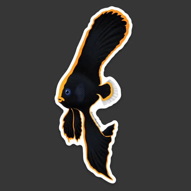Pinnate Spadefish/ Batfish Sticker 1