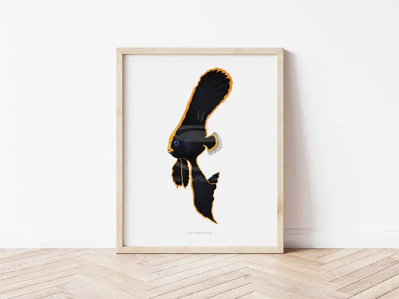 Pinnate Spadefish Fine Art Print 1