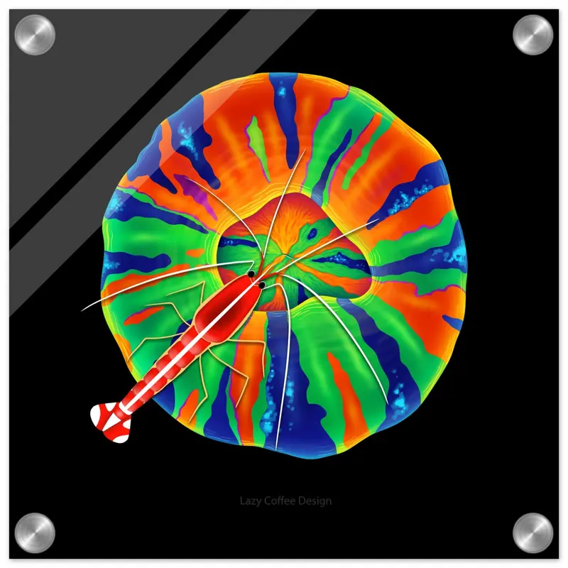 Scoly Lollipop Acrylic Print 1