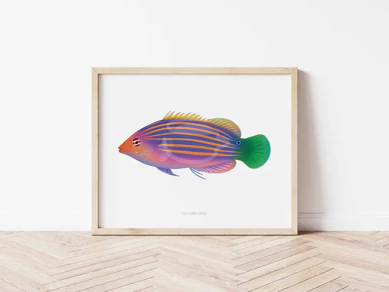 Six Line Wrasse Fine Art Print 1