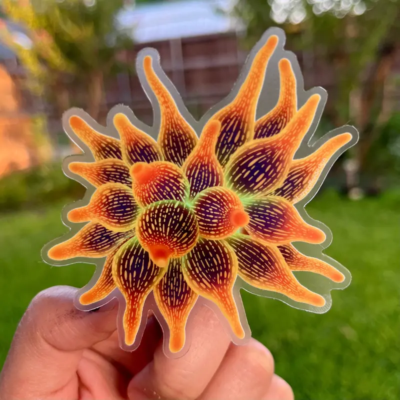 Sunburst Anemone Sticker / Clear 1