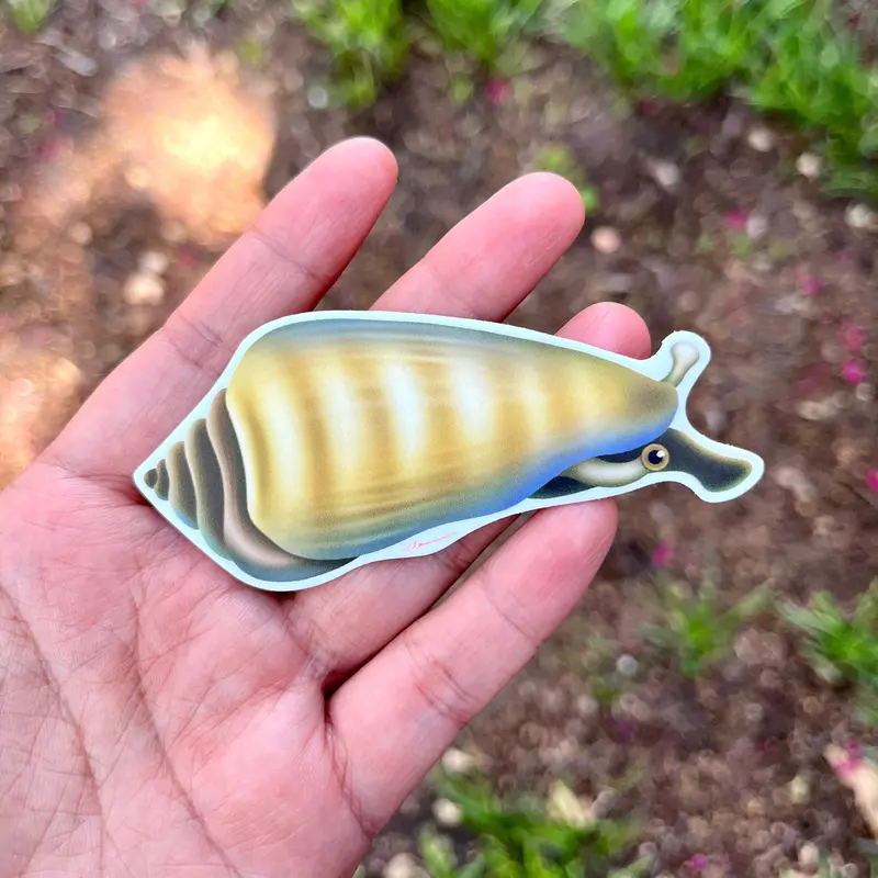 Tiger Conch Snail Sticker 1